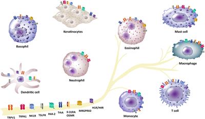 Involvement of Neuro-Immune Interactions in Pruritus With Special Focus on Receptor Expressions